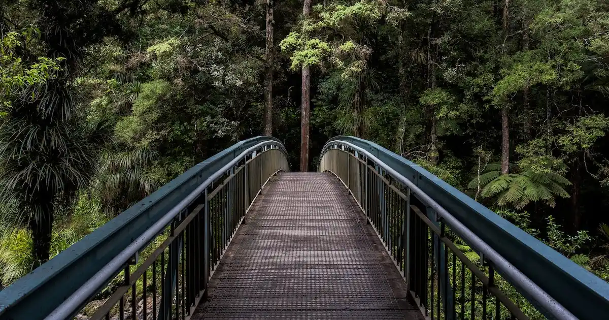 Bridge in the New Zealand rain forest