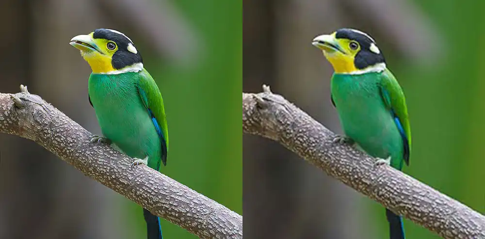 Two identical photos of a bird, the right one with lossy image compression applied